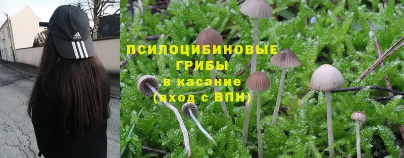 Псилоцибиновые грибы GOLDEN TEACHER  где можно купить наркотик  mega ТОР  Лабытнанги 